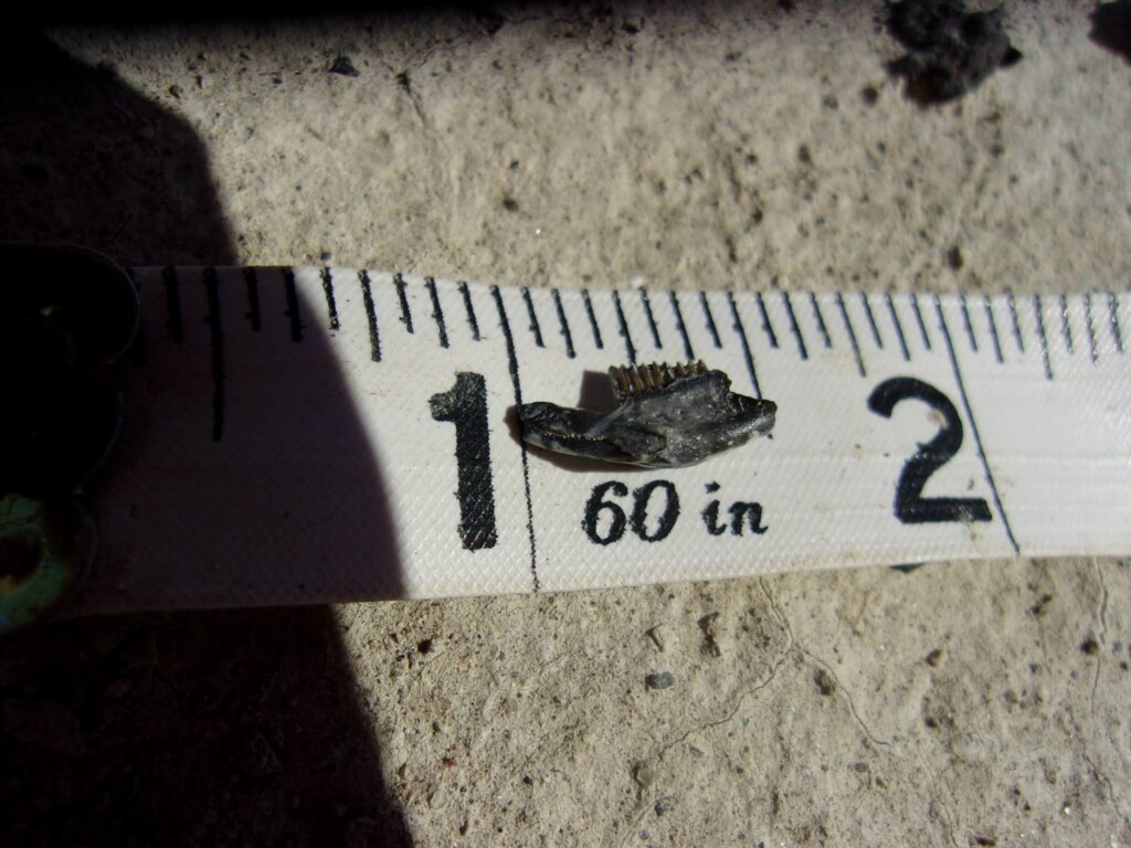 A Tiny Pleistocene mammalian jaw on top of a ruler.